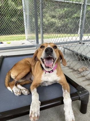 Lolo, a Adoptable mixed breed in King William, VA image 2/3