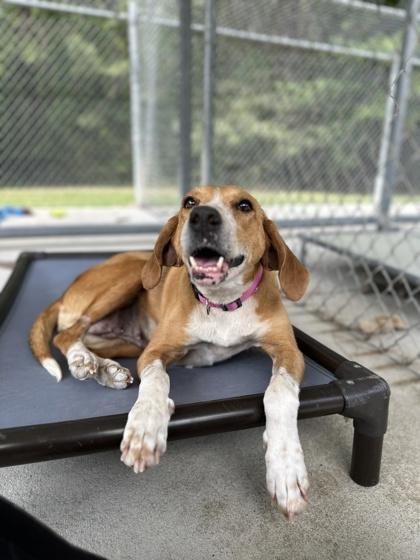 Lolo, a Adoptable mixed breed in King William, VA image 3/3