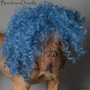 Bucky, Adoptable, Adult Male Dogue de Bordeaux & Mixed Breed.
