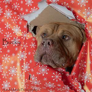 Bucky, a Adoptable mixed breed in Ruidoso, NM image 2/3
