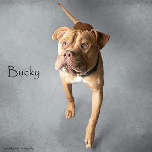 Bucky, Adoptable, Adult Male Dogue de Bordeaux & Mixed Breed.