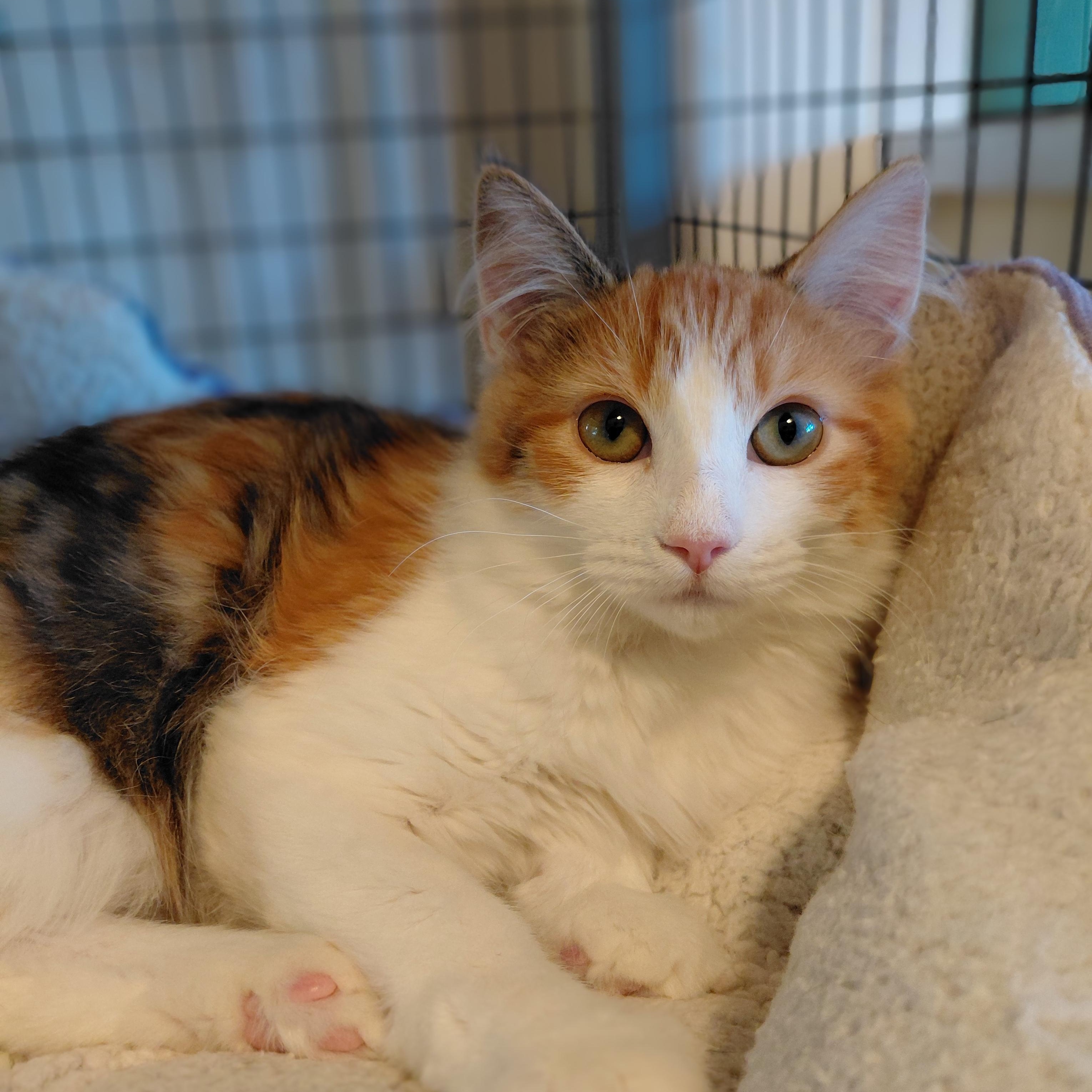 Wynnie, Adoptable, Kitten Female Domestic Long Hair.