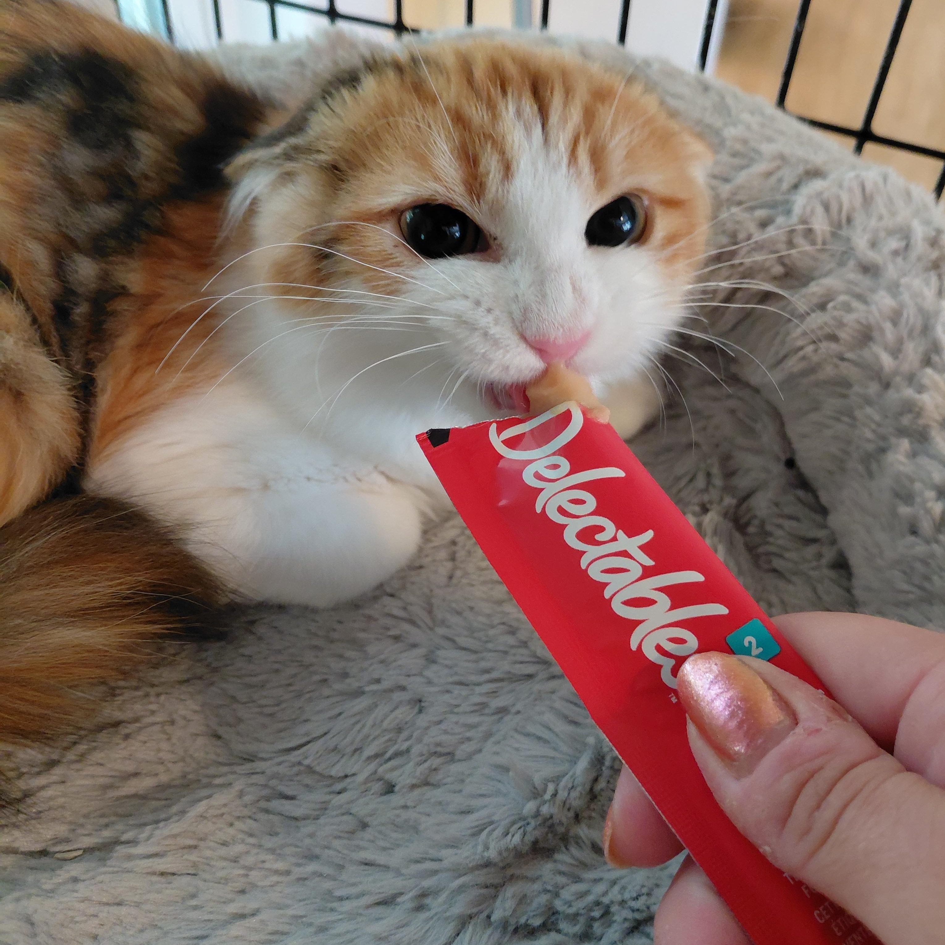 Enlarge Wynnie, a Adoptable Domestic Long Hair in Littleton, NH image 4/4