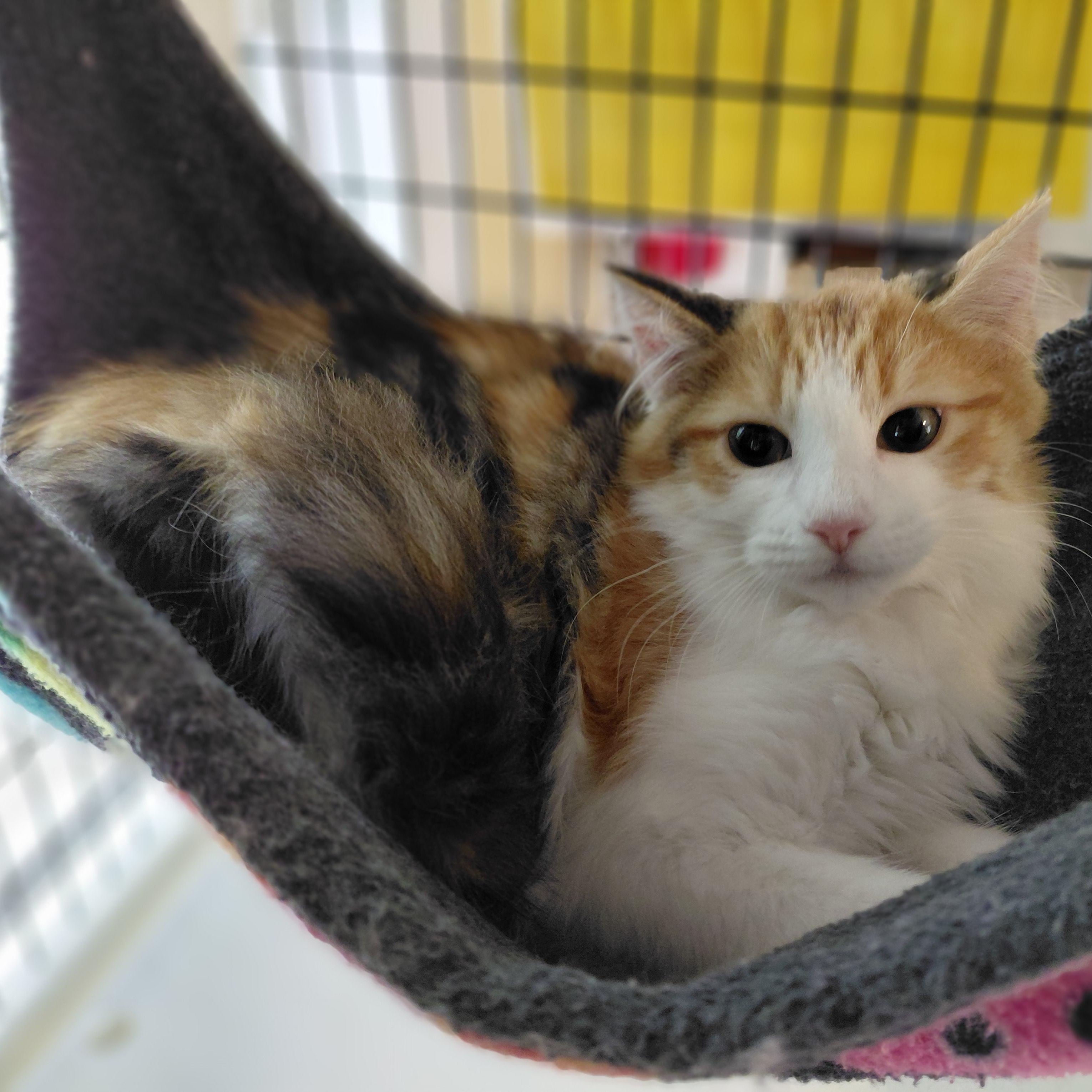 Enlarge Wynnie, a Adoptable Domestic Long Hair in Littleton, NH image 3/4