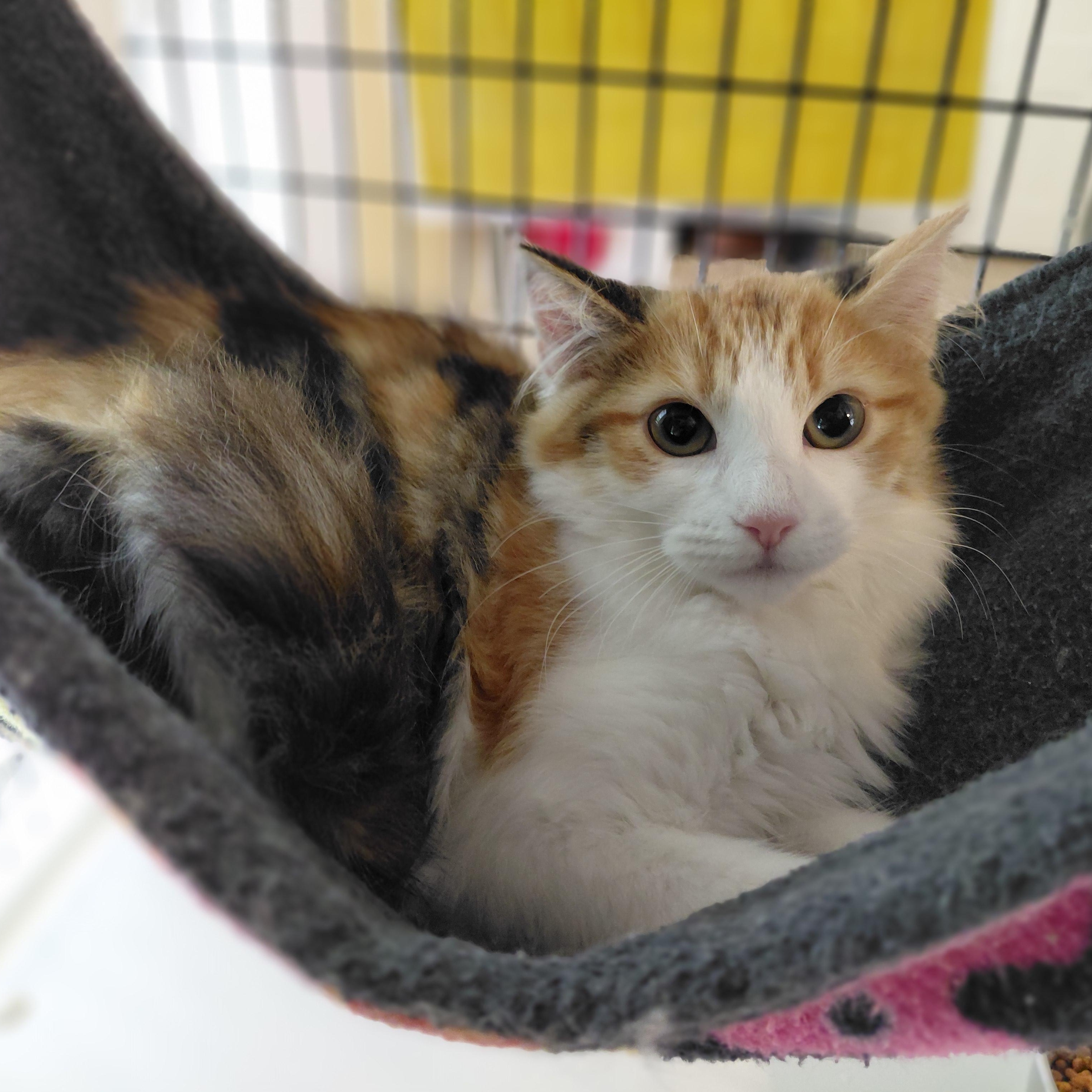 Enlarge Wynnie, a Adoptable Domestic Long Hair in Littleton, NH image 2/4