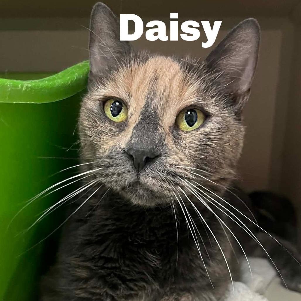 Enlarge Daisy 260504, a Adoptable Domestic Short Hair in Escanaba, MI image 1/1