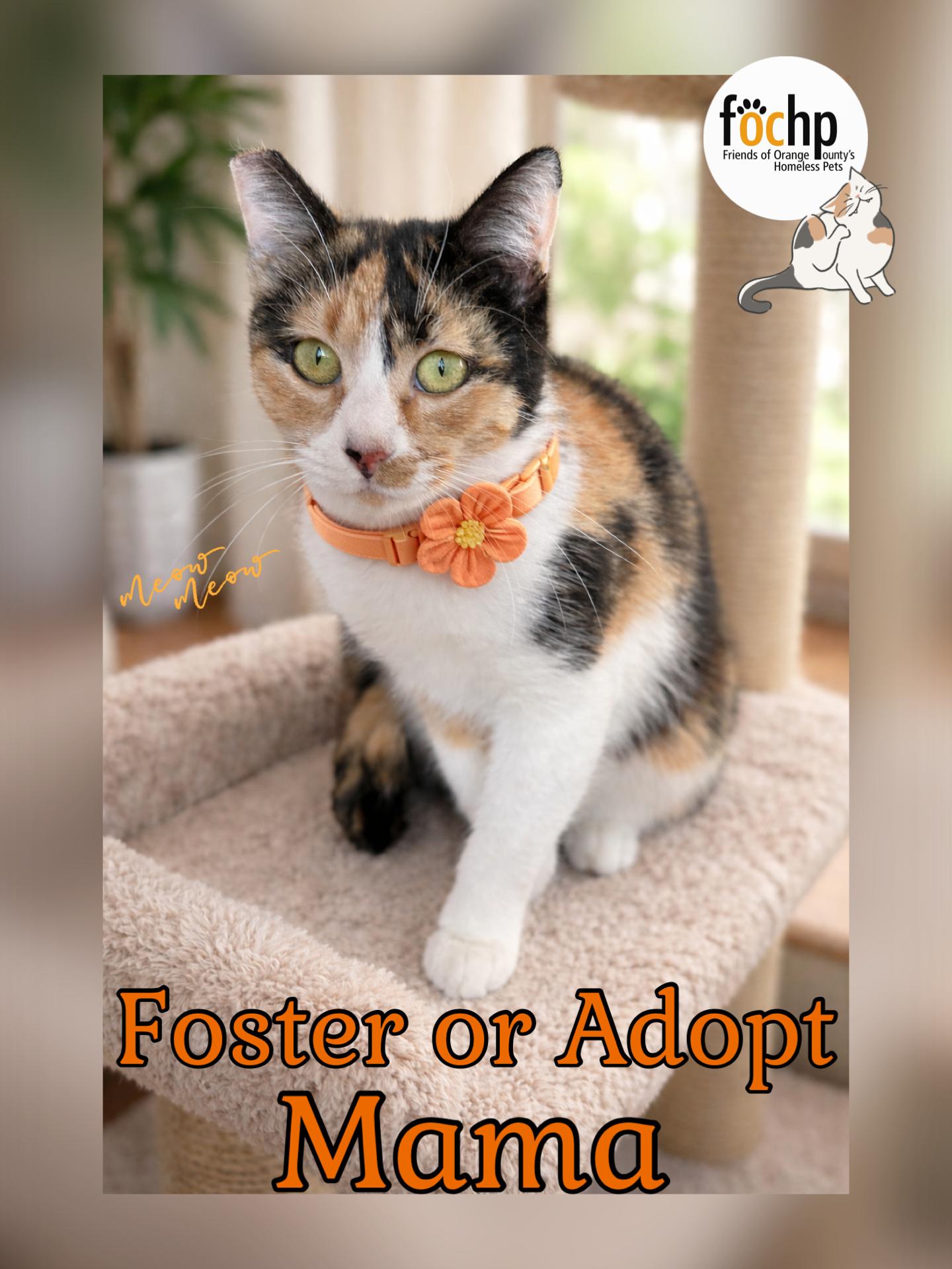 Enlarge Callie, a Adoptable Calico in Orange, CA image 1/1
