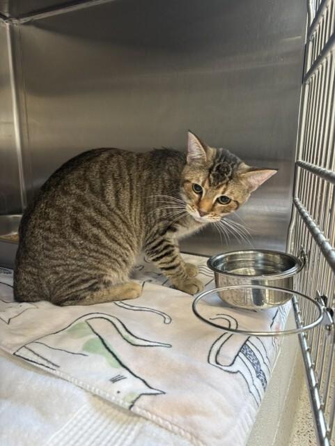 Enlarge King Louie, a Adoptable Domestic Short Hair in Providence Forge, VA image 1/1