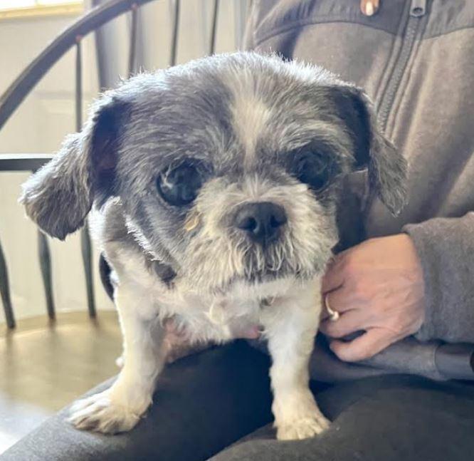 Enlarge Iggie, a Adoptable mixed breed in Mocksville, NC image 1/2