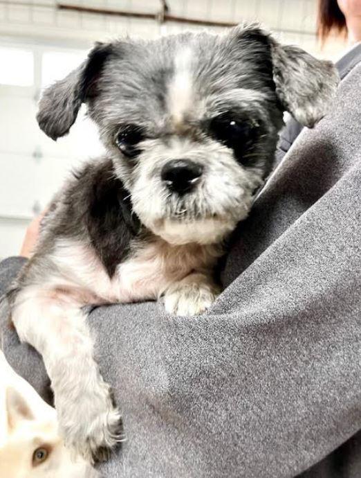 Enlarge Iggie, a Adoptable mixed breed in Mocksville, NC image 2/2