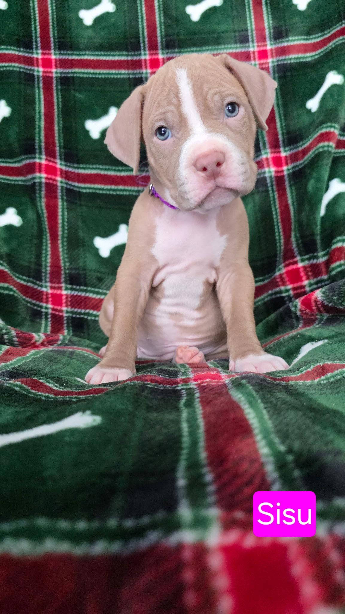 Sisi, Adoptable, Puppy Female Pit Bull Terrier & Hound.