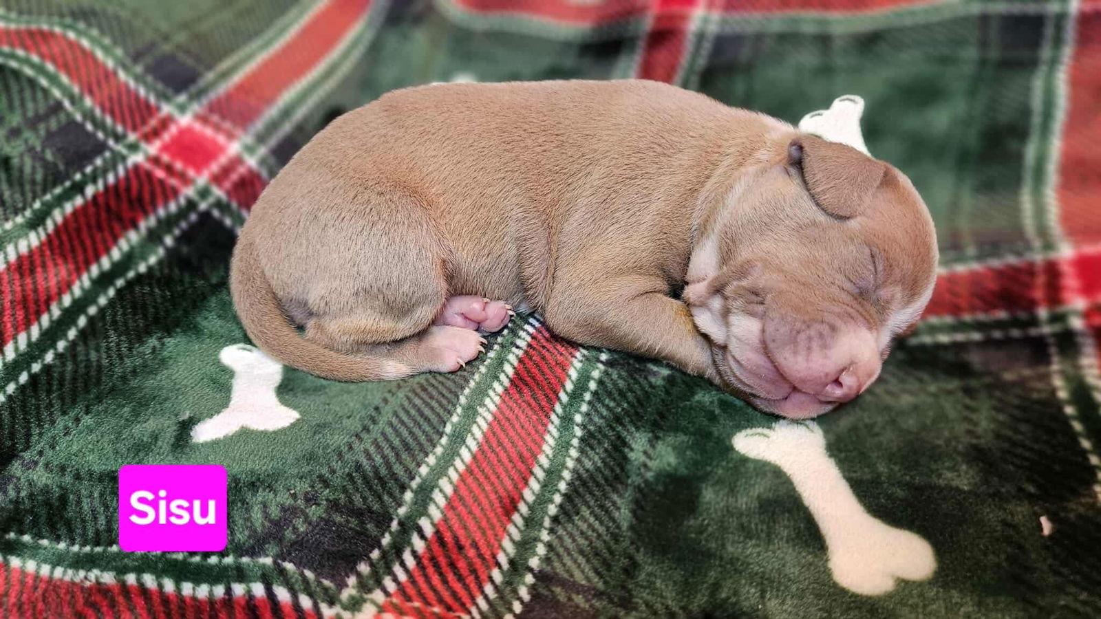 Enlarge Sisi, a Adoptable mixed breed in Duluth, MN image 1/1