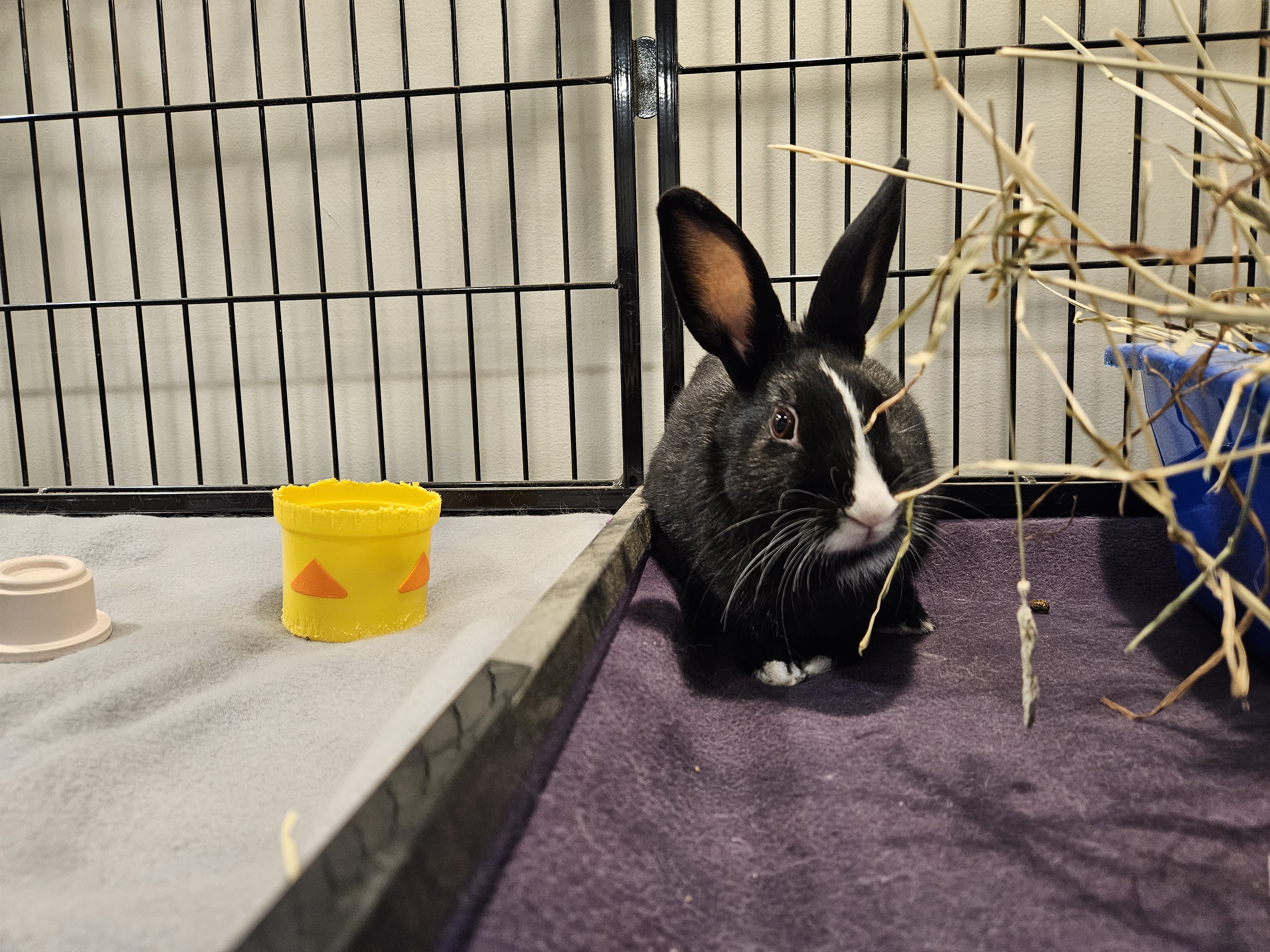 Enlarge Mr. Flower, an adoptable Dutch in Philadelphia, PA image 1/3