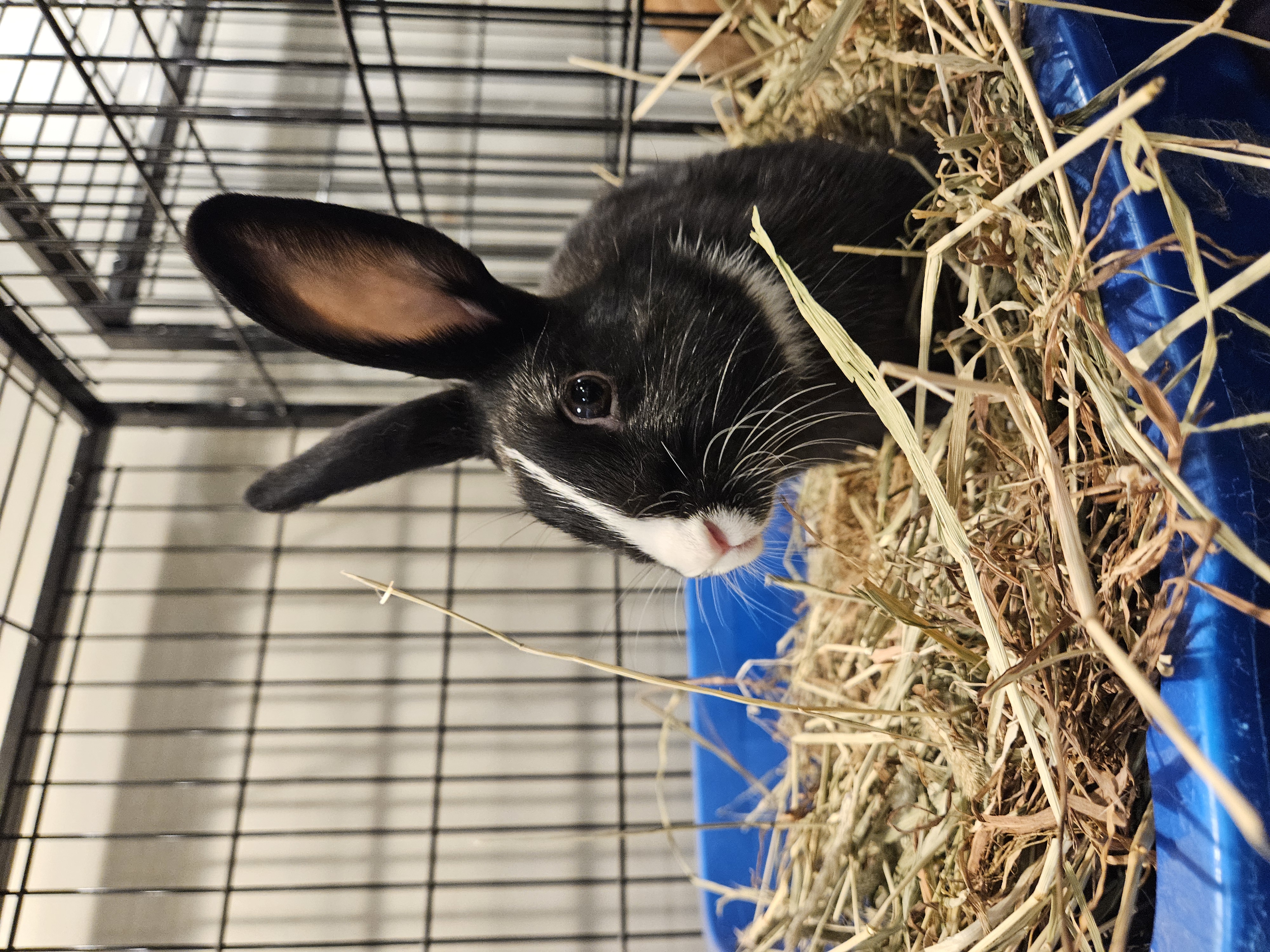 Enlarge Mr. Flower, an adoptable Dutch in Philadelphia, PA image 2/3