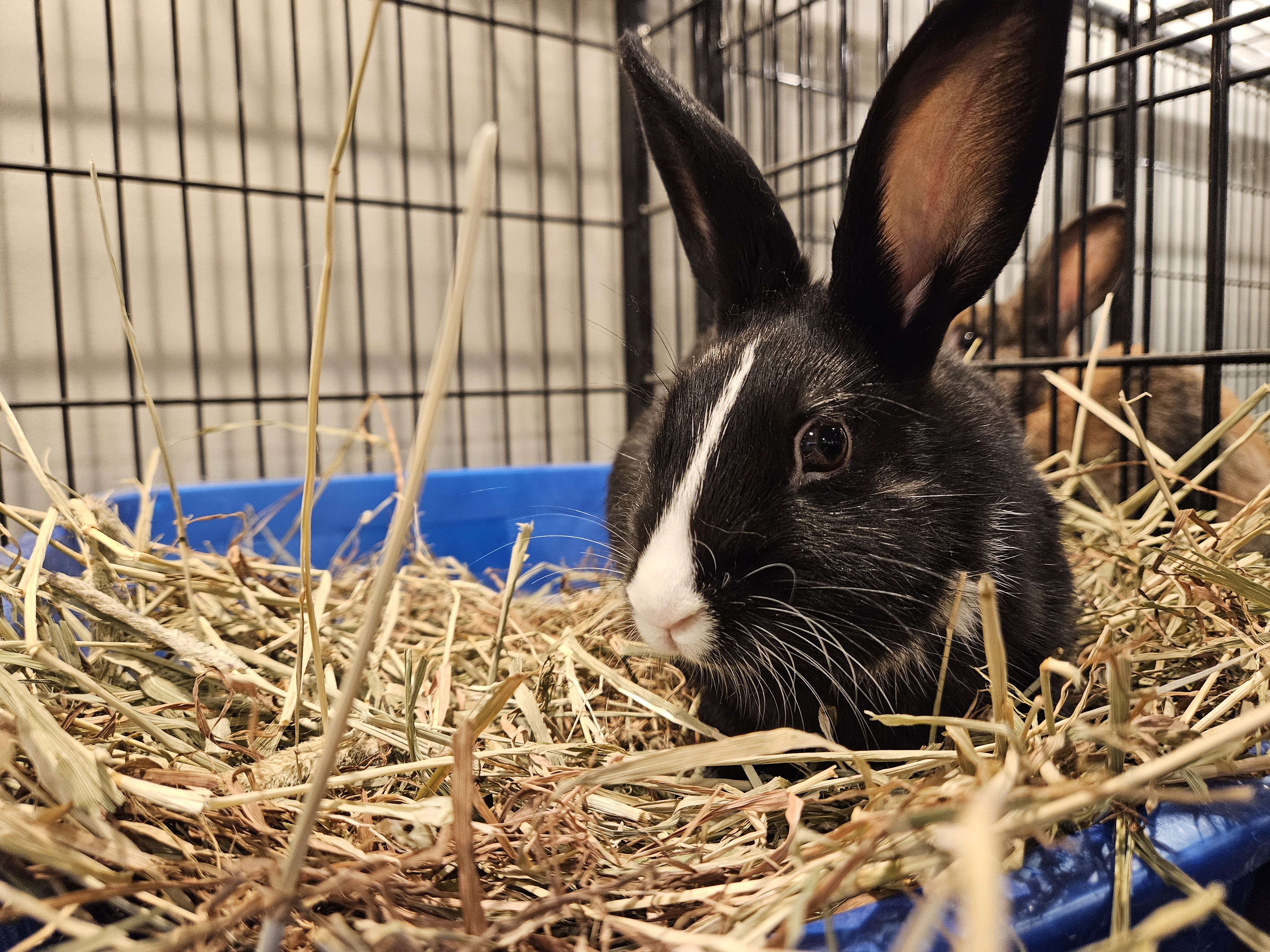 Enlarge Mr. Flower, an adoptable Dutch in Philadelphia, PA image 3/3