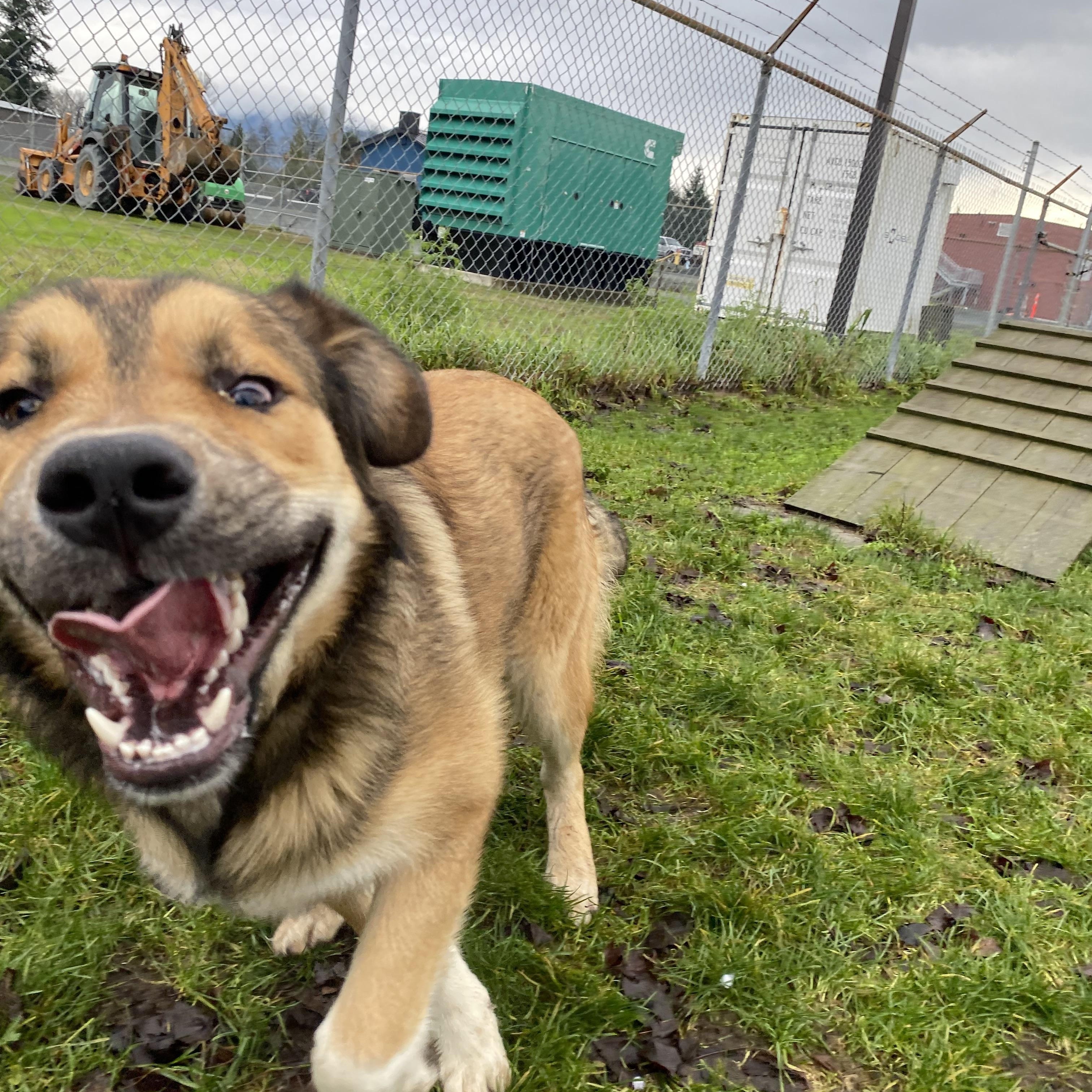 Enlarge Tundra - ADOPTABLE! , a ADOPTABLE mixed breed in Chilliwack, BC image 5/6