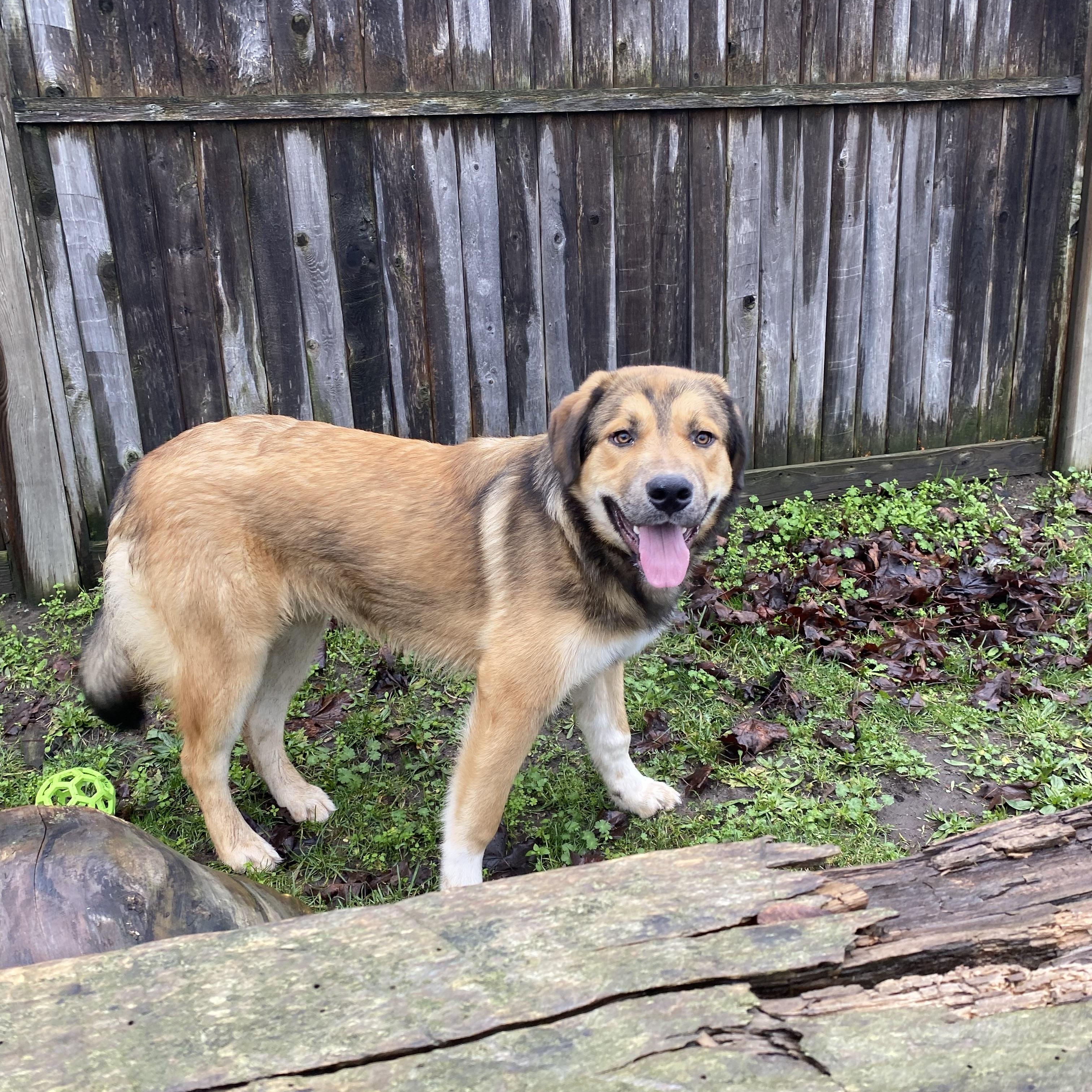 Enlarge Tundra - ADOPTABLE! , a ADOPTABLE mixed breed in Chilliwack, BC image 6/6