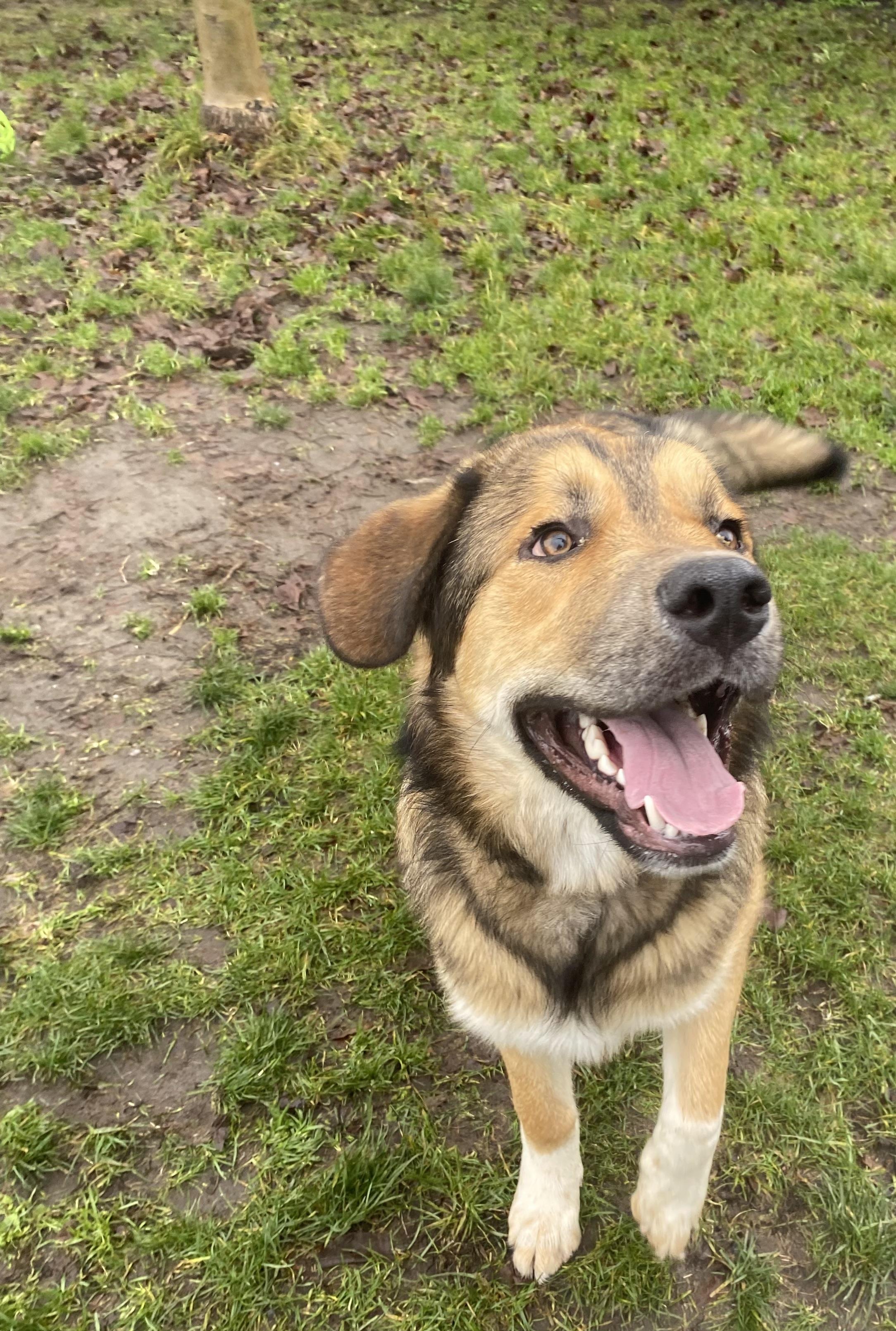 Tundra - ADOPTABLE! , ADOPTABLE, Young Male Labrador Retriever.