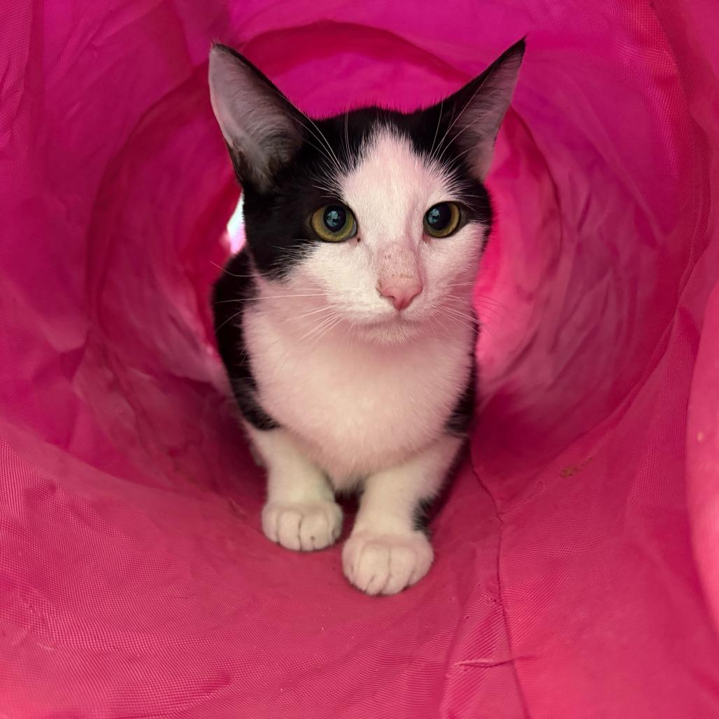 Enlarge Oreo (bonded with Michy), a Adoptable Domestic Short Hair in Newark, DE image 2/6