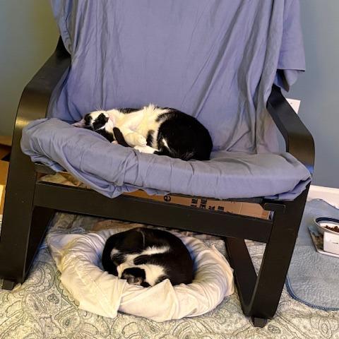 Enlarge Oreo (bonded with Michy), a Adoptable Domestic Short Hair in Newark, DE image 3/6