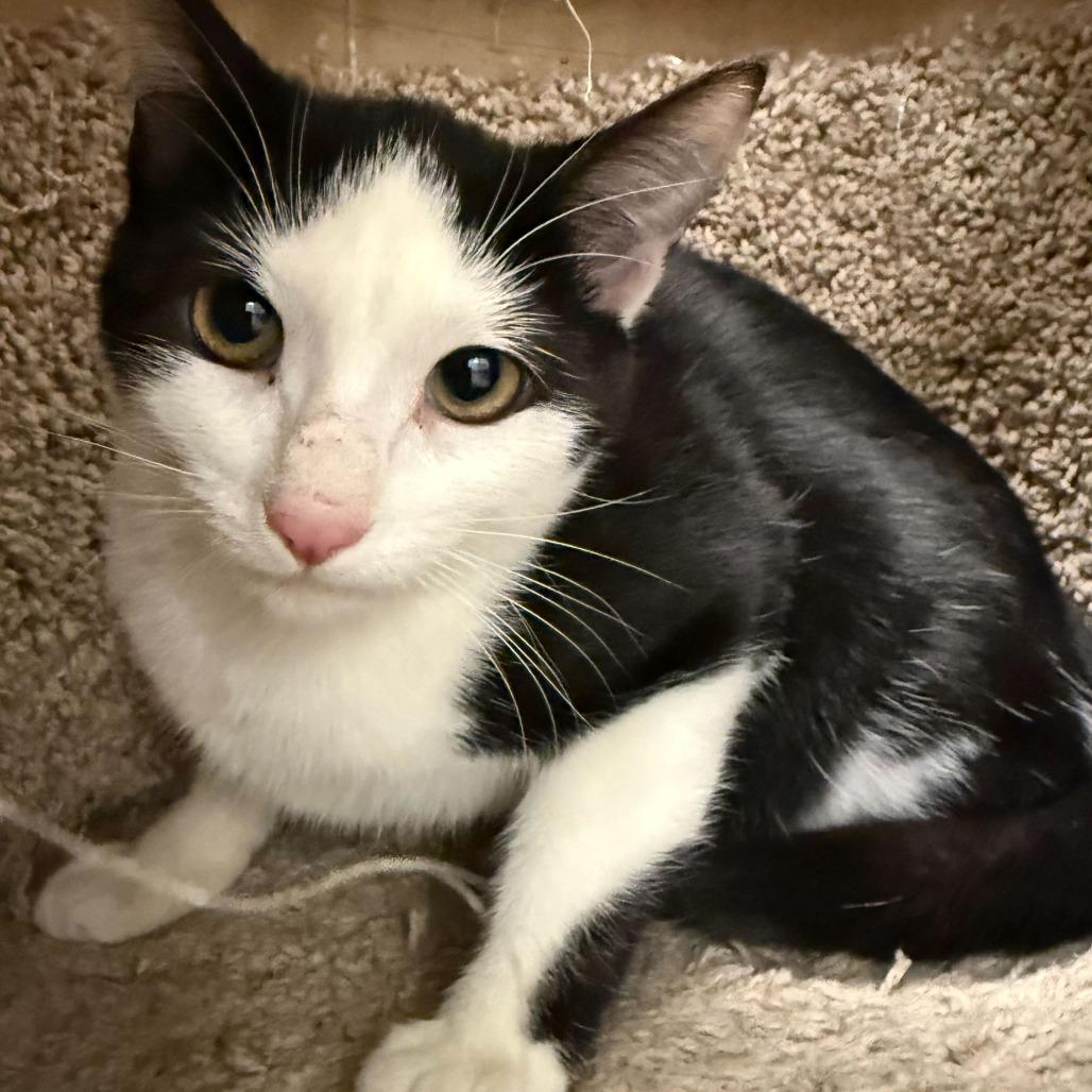Enlarge Oreo (bonded with Michy), a Adoptable Domestic Short Hair in Newark, DE image 4/6