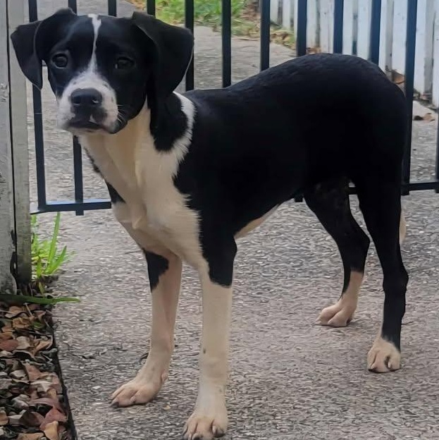 Zoey, a Adoptable mixed breed in Key Largo, FL image 1/4