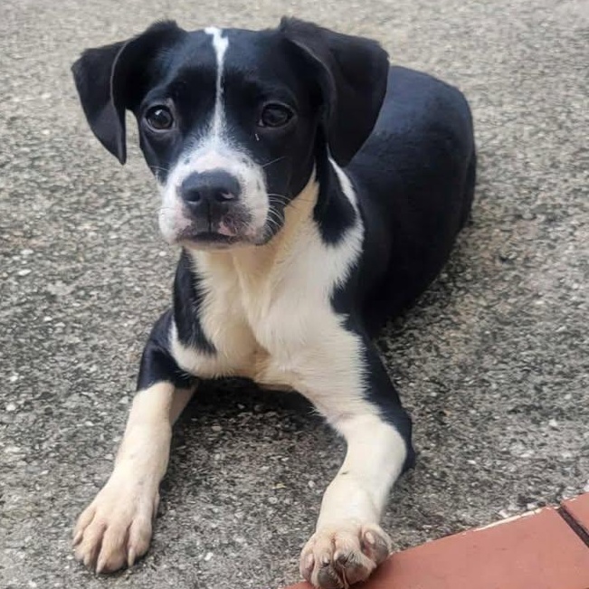Zoey, a Adoptable mixed breed in Key Largo, FL image 3/4
