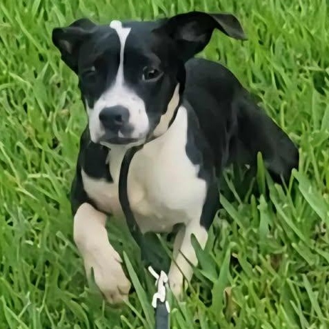 Zoey, adopted, Puppy Female Boston Terrier.