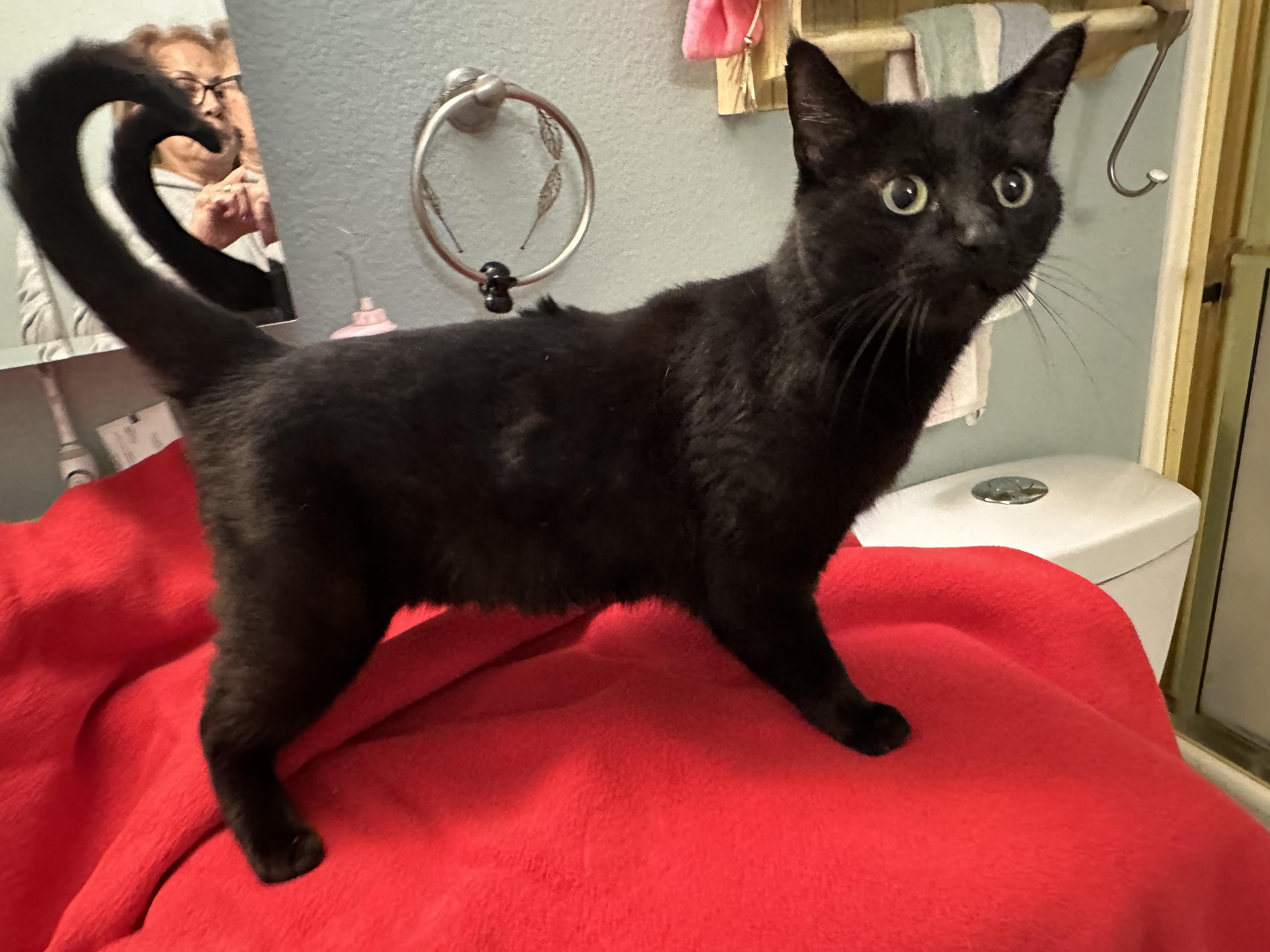 Enlarge Morenita, a Adoptable Domestic Short Hair in Tustin, CA image 1/1