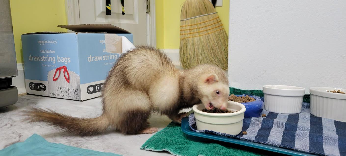 Addie, adopted, Adult Female Ferret.