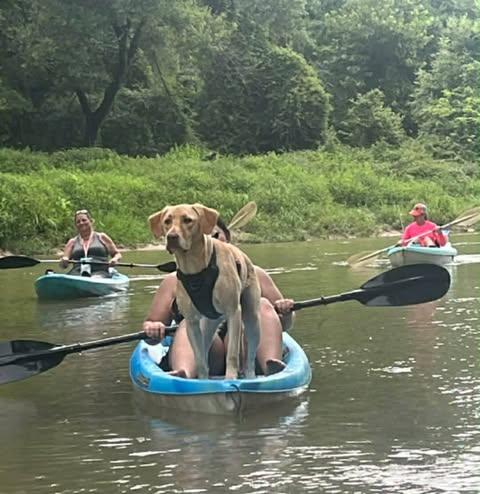 Enlarge Scout #25, an adopted Yellow Labrador Retriever in Killingworth, CT image 2/6