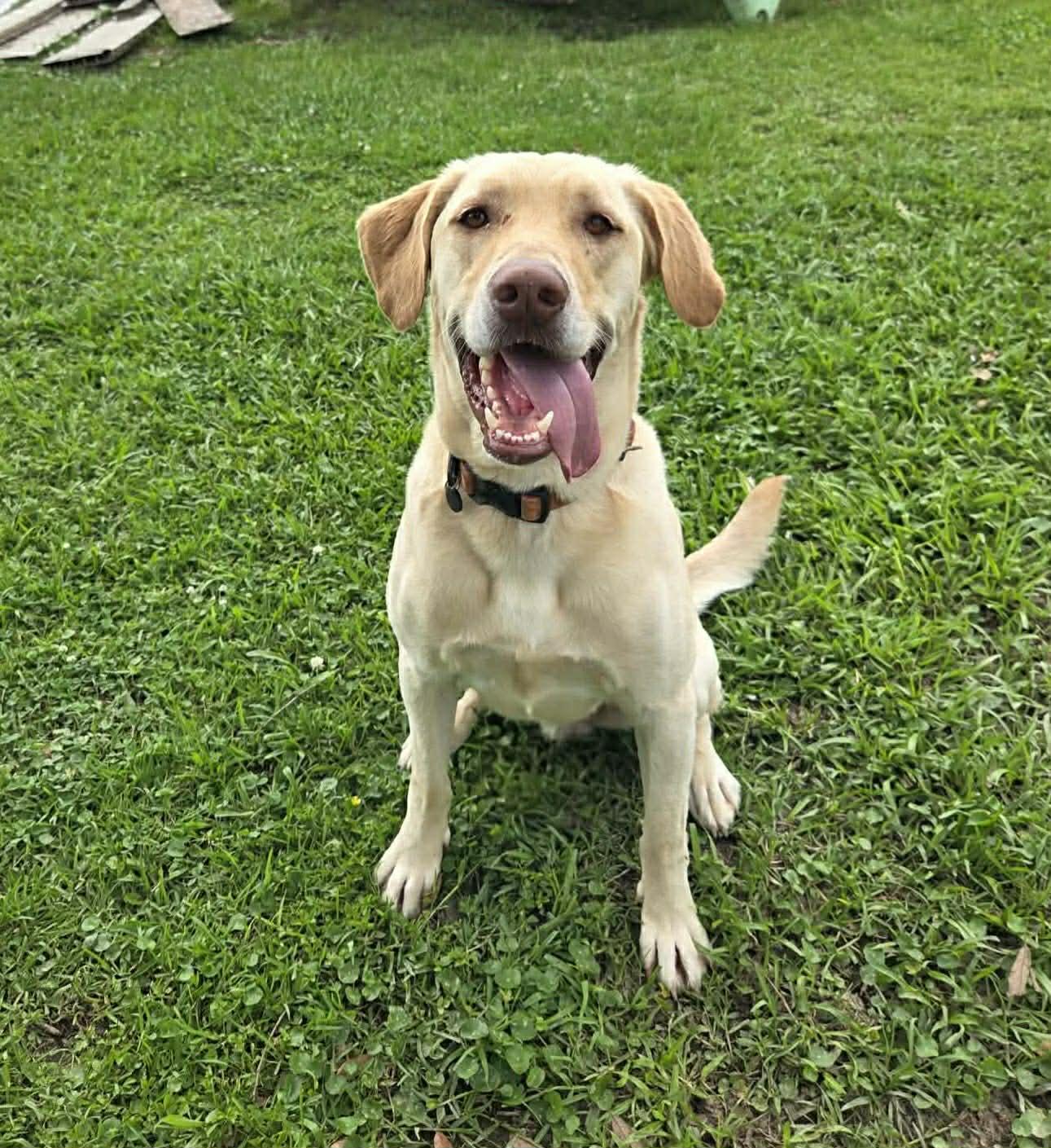 Scout #25, adopted, Adult Male Yellow Labrador Retriever.