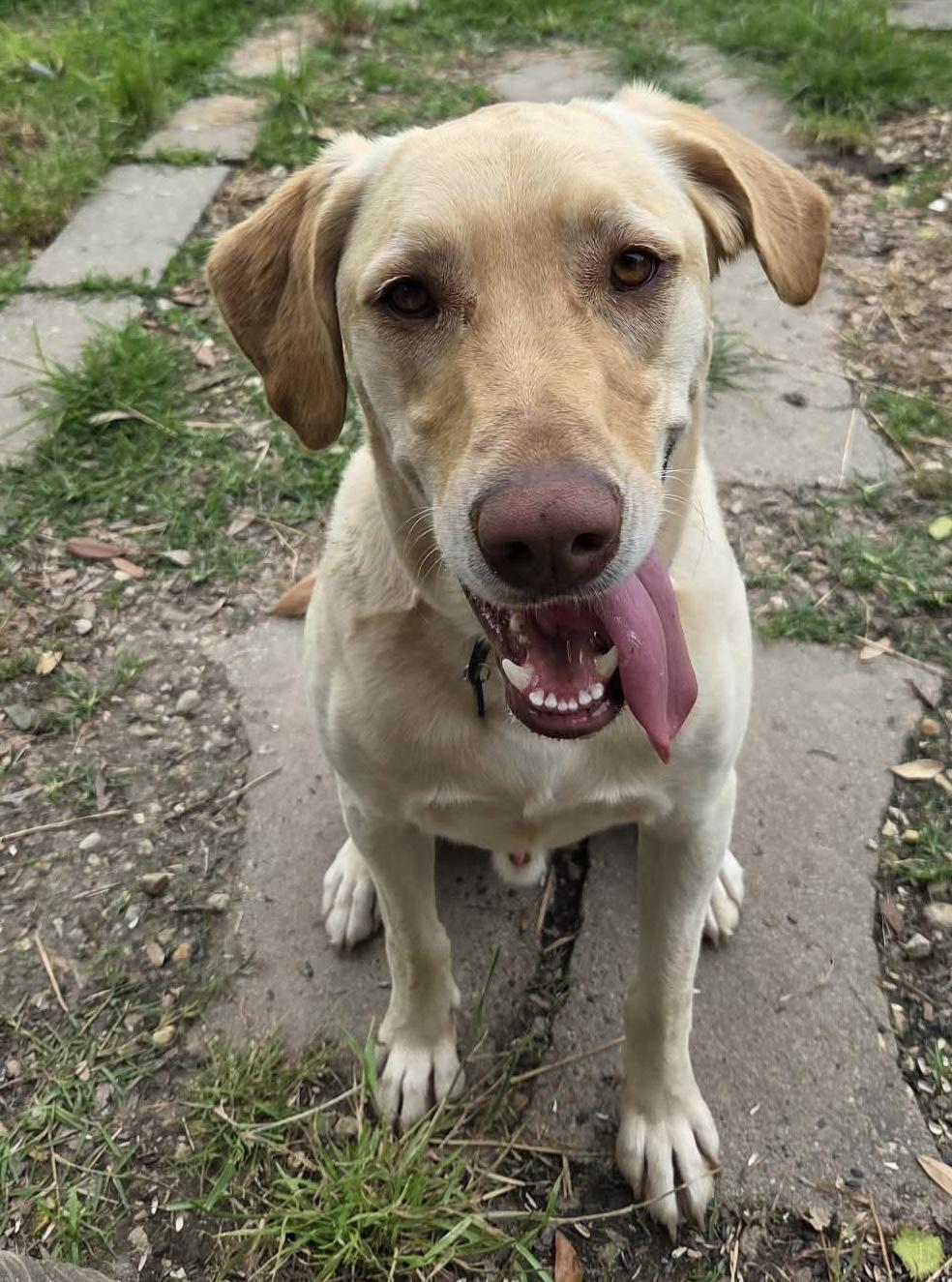 Enlarge Scout #25, an adopted Yellow Labrador Retriever in Killingworth, CT image 4/6