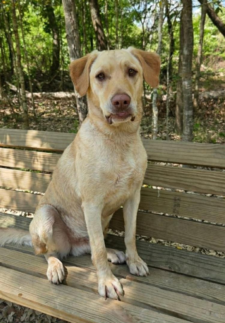 Enlarge Scout #25, an adopted Yellow Labrador Retriever in Killingworth, CT image 3/6