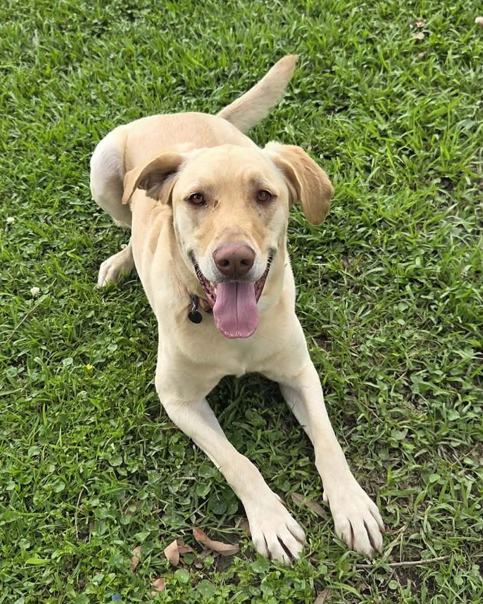 Enlarge Scout #25, an adopted Yellow Labrador Retriever in Killingworth, CT image 5/6