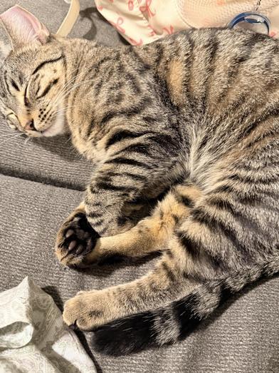 Mochi — thumbnail 2