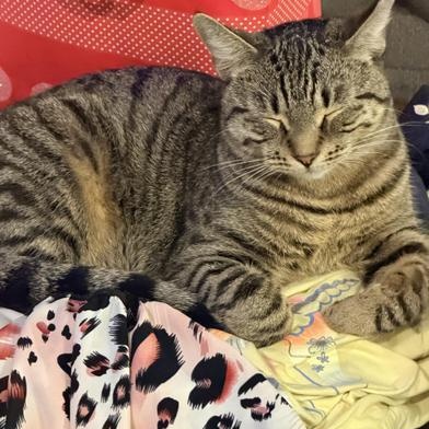 Mochi — thumbnail 3