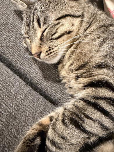 Mochi — thumbnail 4