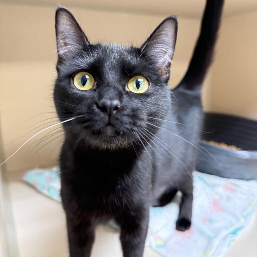 Rowan, Adoptable, Young Female Domestic Short Hair.