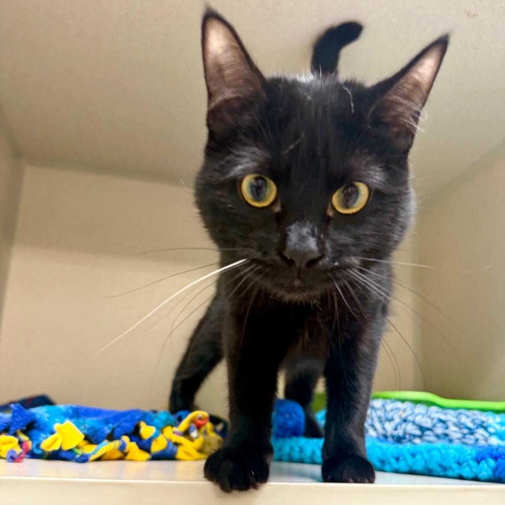 Enlarge Rowan, a Adoptable Domestic Short Hair in Great Falls, MT image 2/6