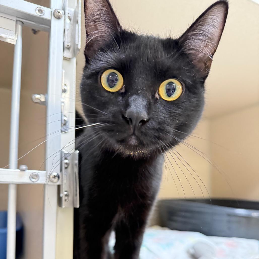 Enlarge Rowan, a Adoptable Domestic Short Hair in Great Falls, MT image 3/6