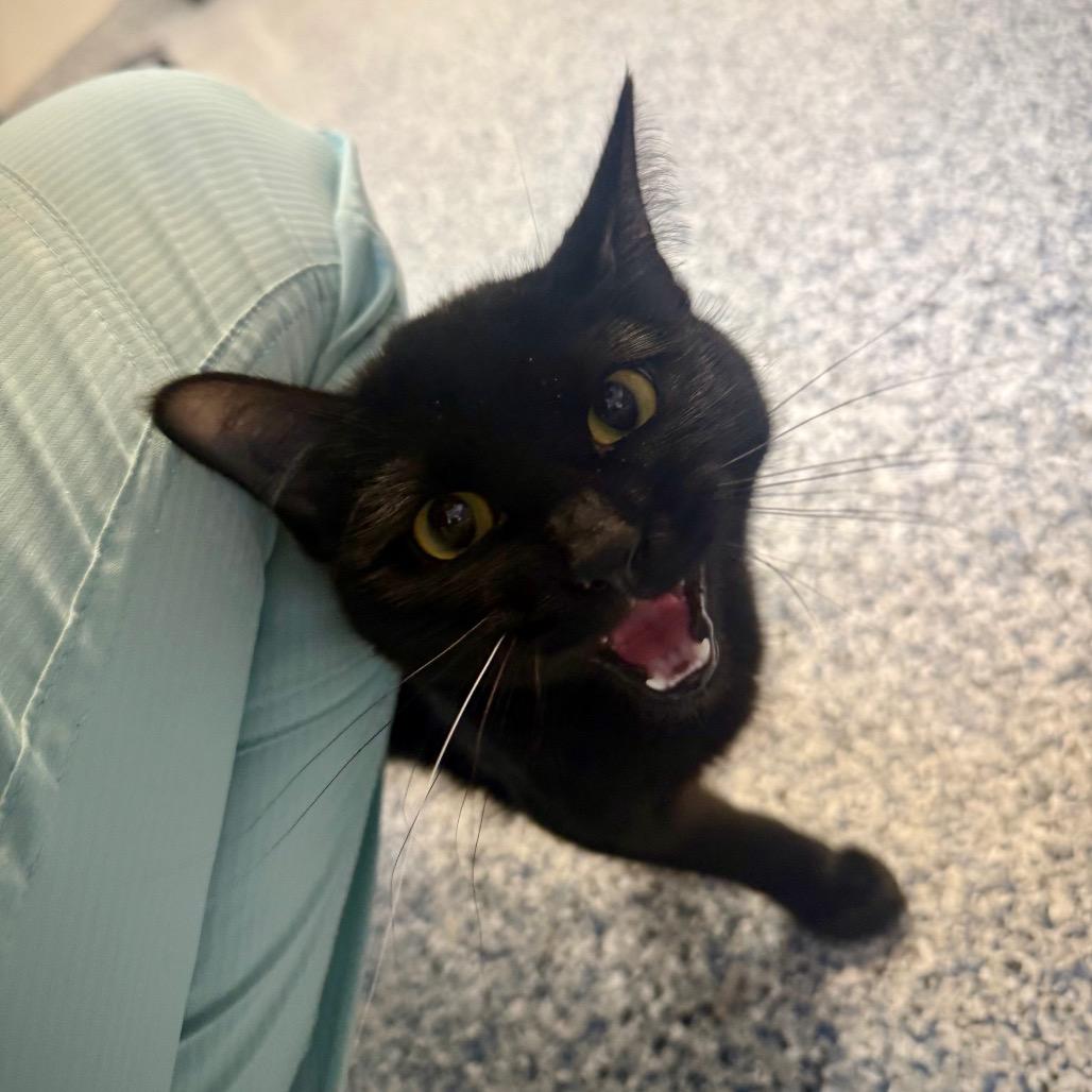 Enlarge Rowan, a Adoptable Domestic Short Hair in Great Falls, MT image 4/6