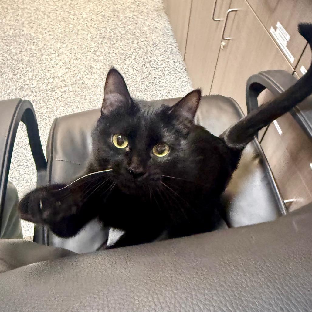 Enlarge Rowan, a Adoptable Domestic Short Hair in Great Falls, MT image 5/6