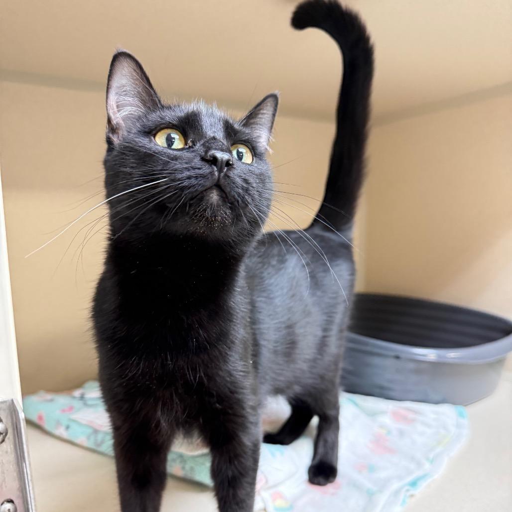 Enlarge Rowan, a Adoptable Domestic Short Hair in Great Falls, MT image 6/6