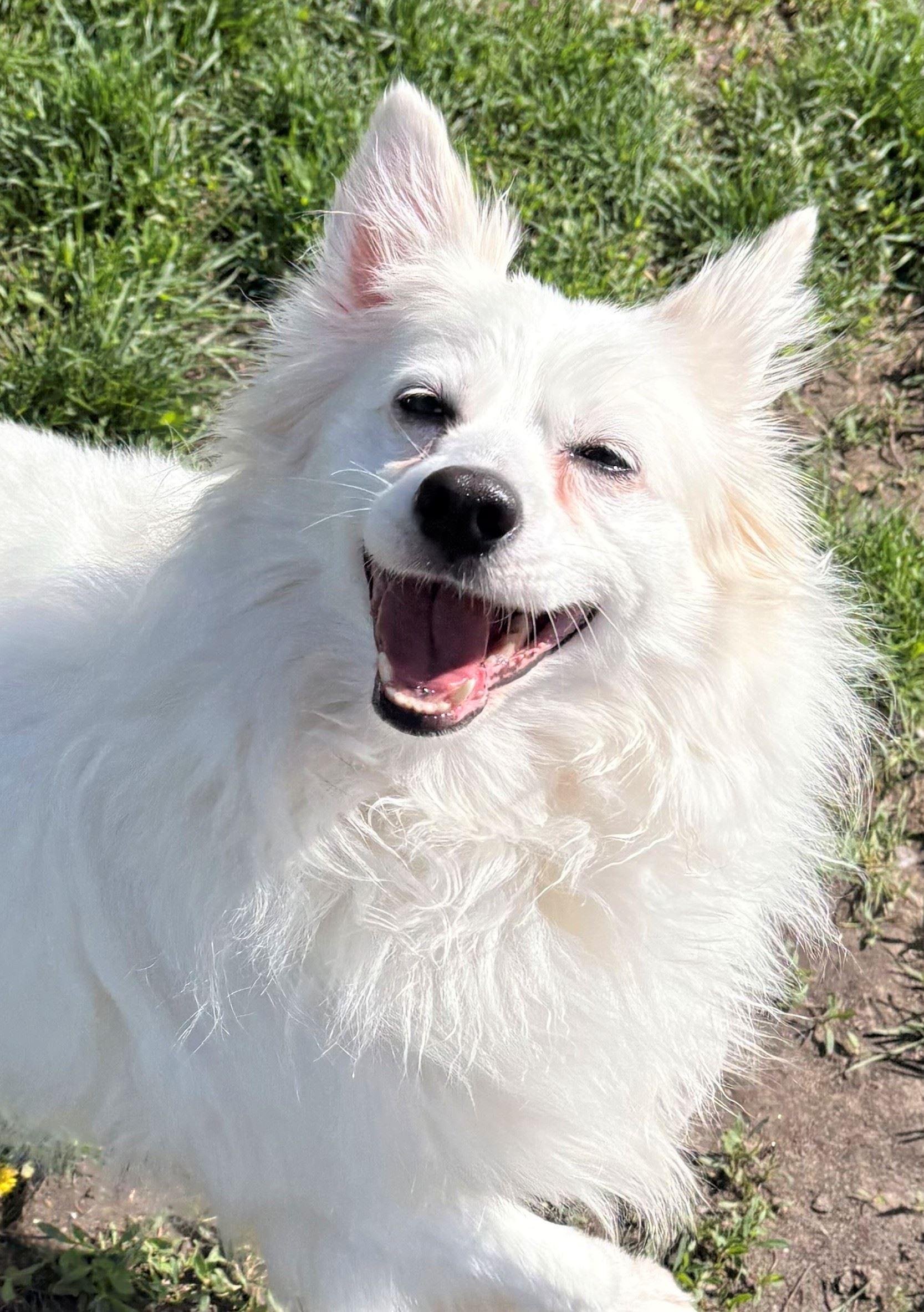 Enlarge Eska, a ADOPTABLE mixed breed in Iowa City, IA image 1/3
