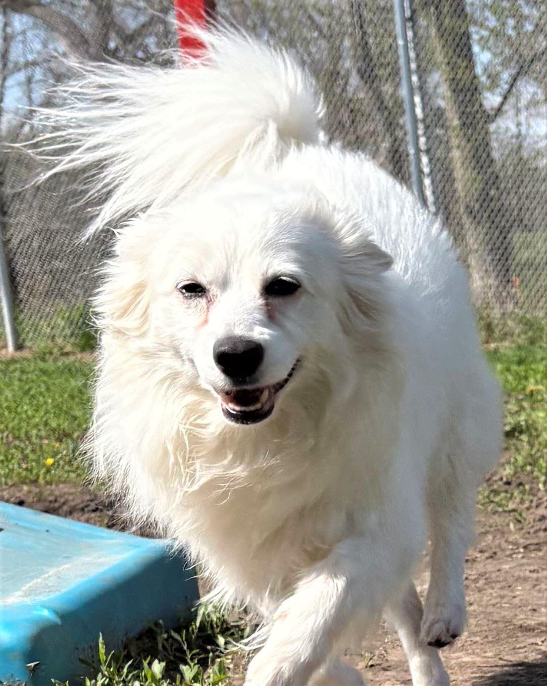 Enlarge Eska, a ADOPTABLE mixed breed in Iowa City, IA image 2/3