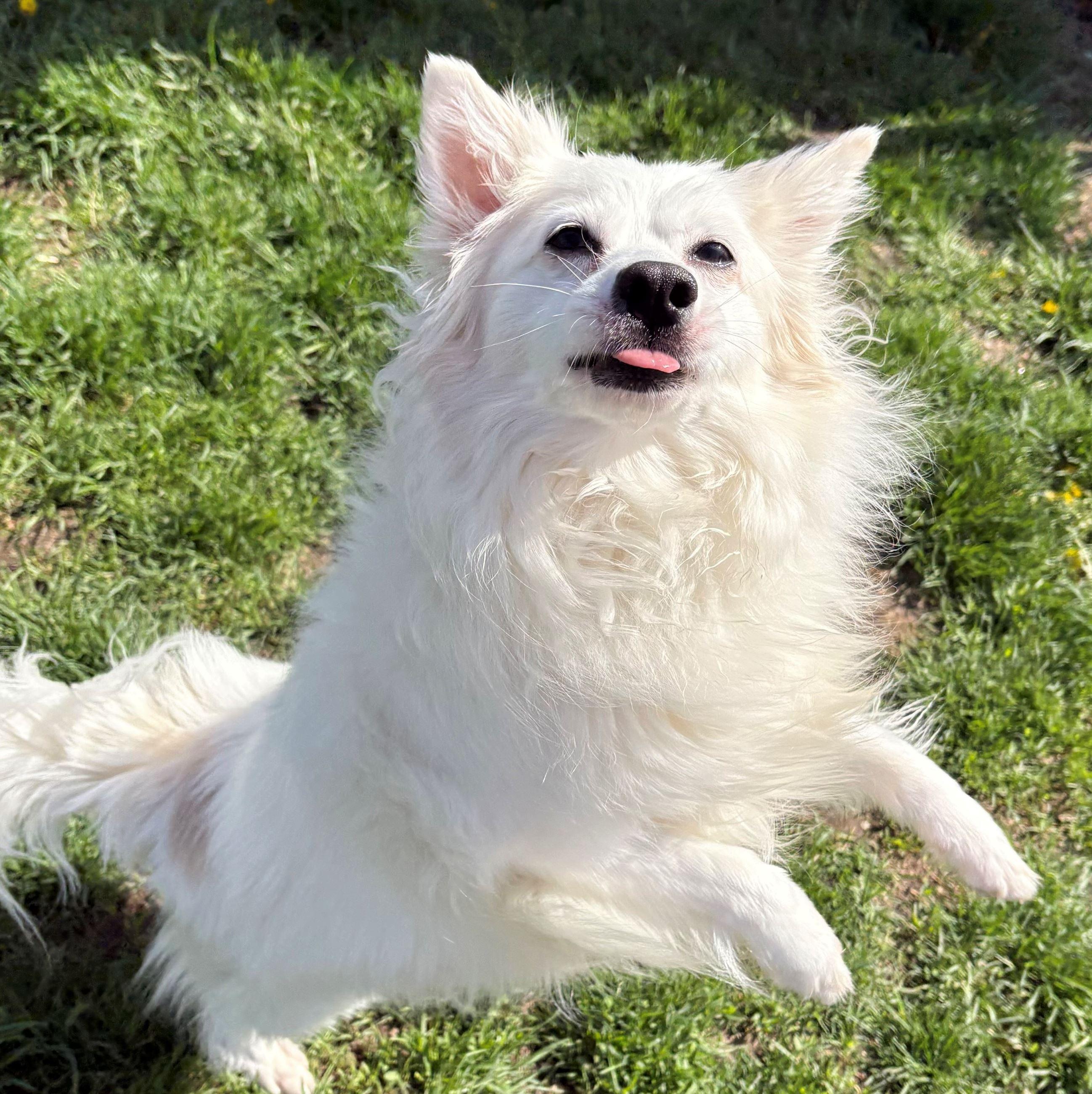 Enlarge Eska, a ADOPTABLE mixed breed in Iowa City, IA image 3/3