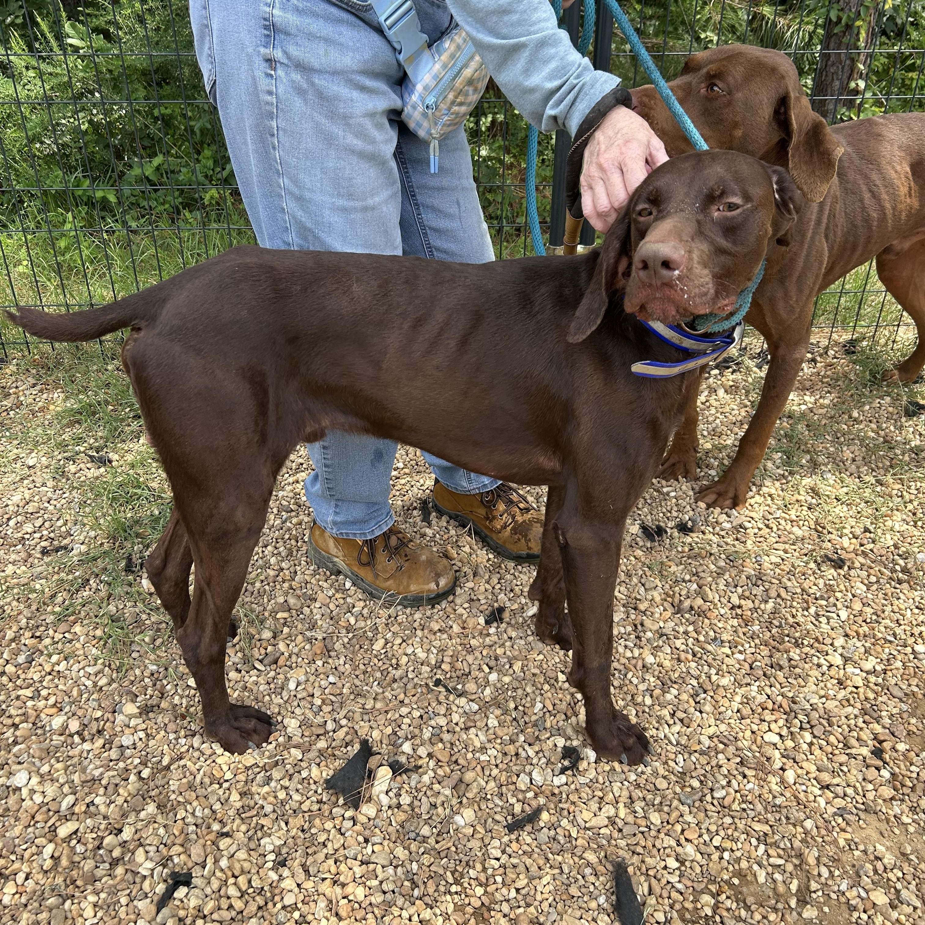 Caribou, ADOPTABLE, Adult Male German Shorthaired Pointer.