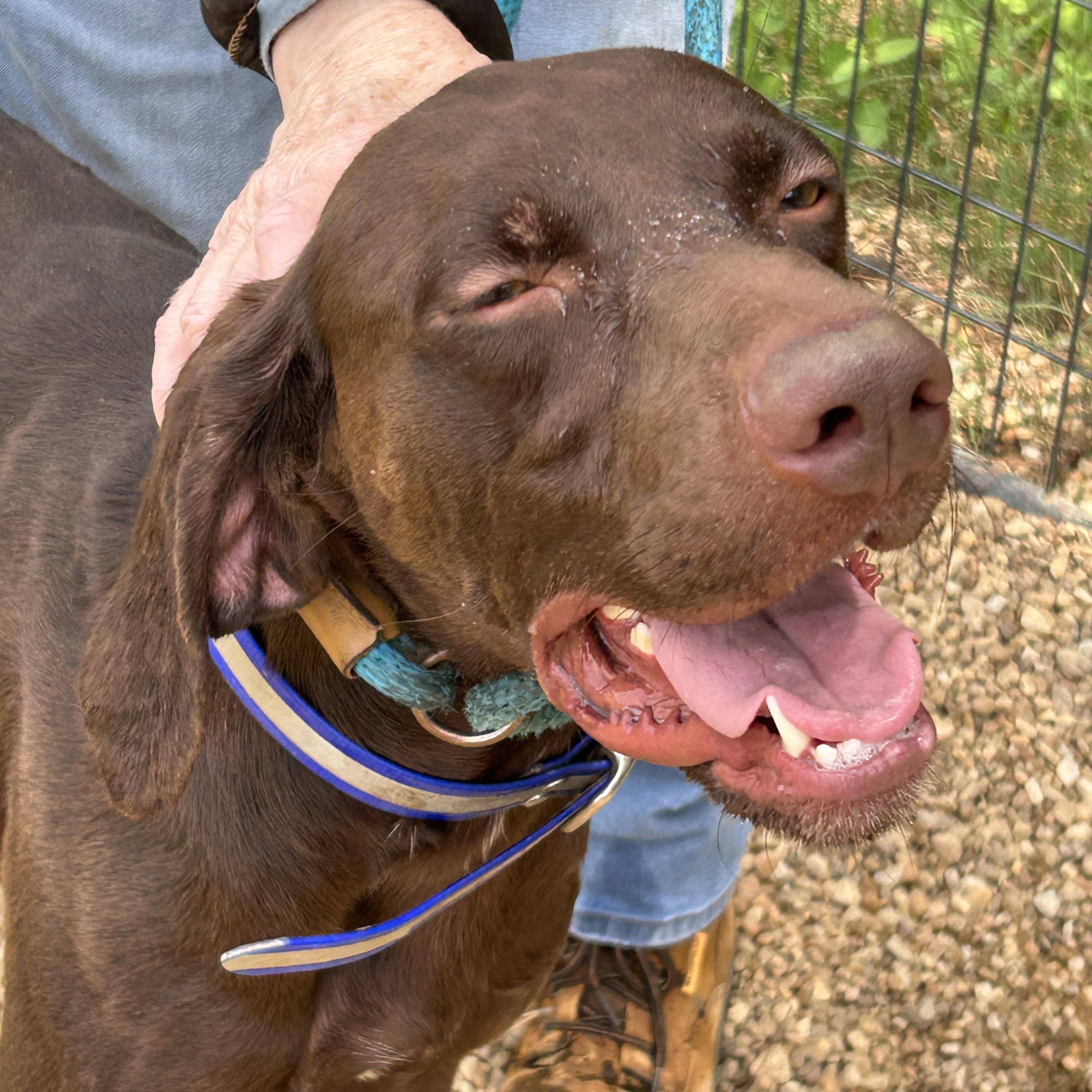 Caribou, a ADOPTABLE German Shorthaired Pointer in Charles City, VA image 3/5