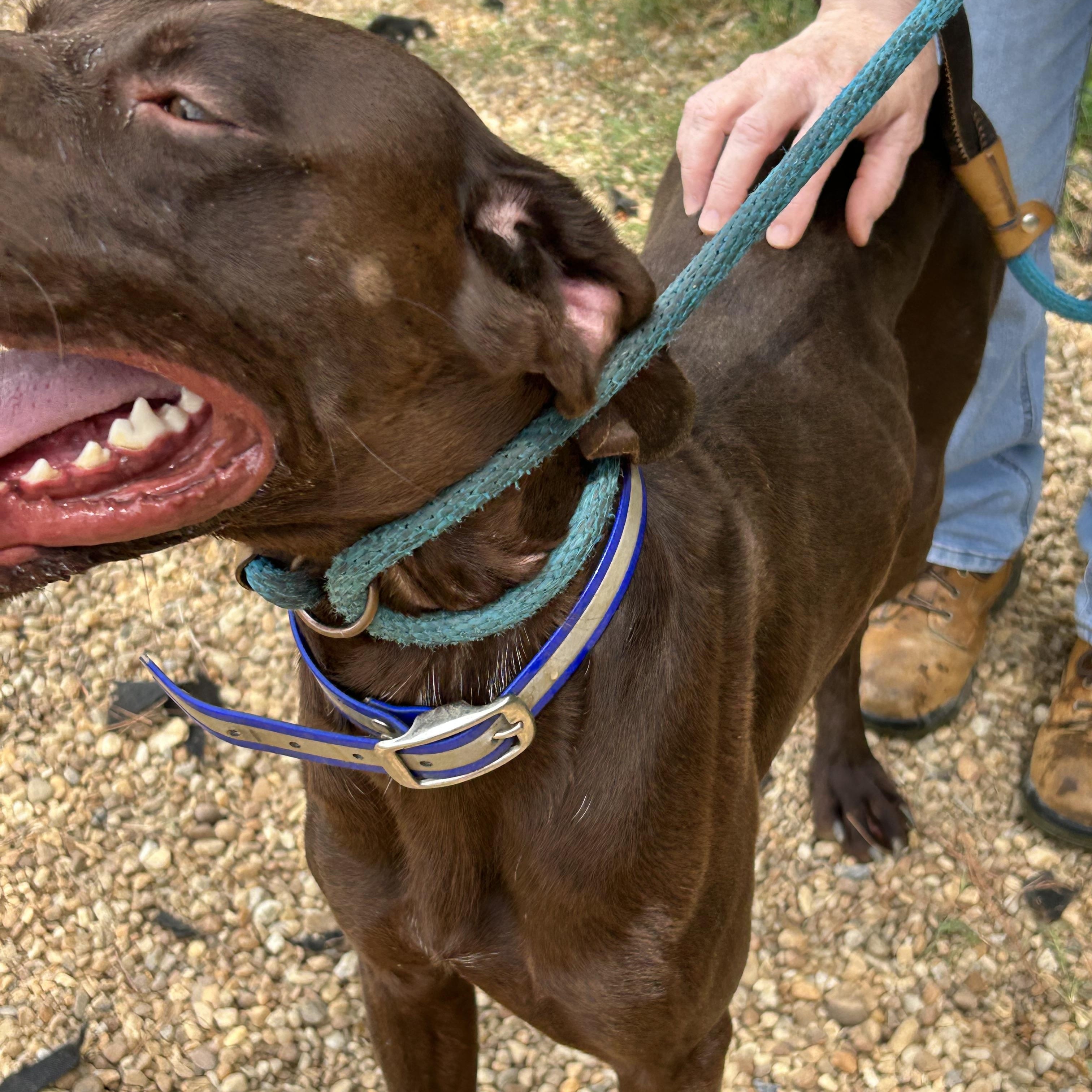 Caribou, a ADOPTABLE German Shorthaired Pointer in Charles City, VA image 5/5